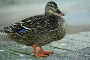 mallard research