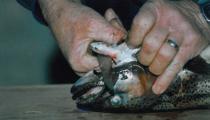 Gutting 2