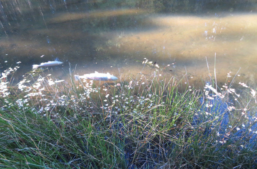 Alert over fish kill at Coalpit Dam