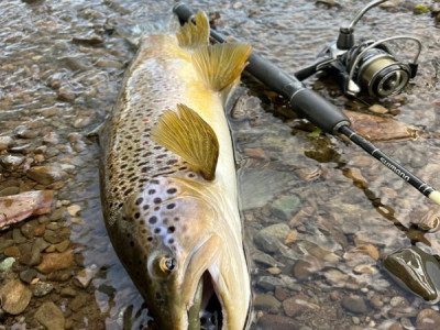 BH SPIN FISHING