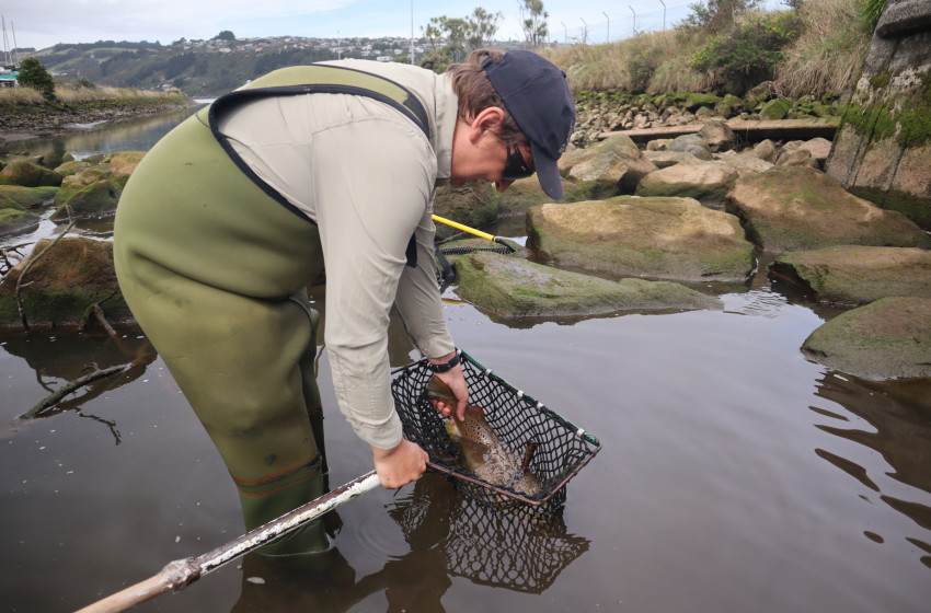Fish & Game to poacher: we have your spear