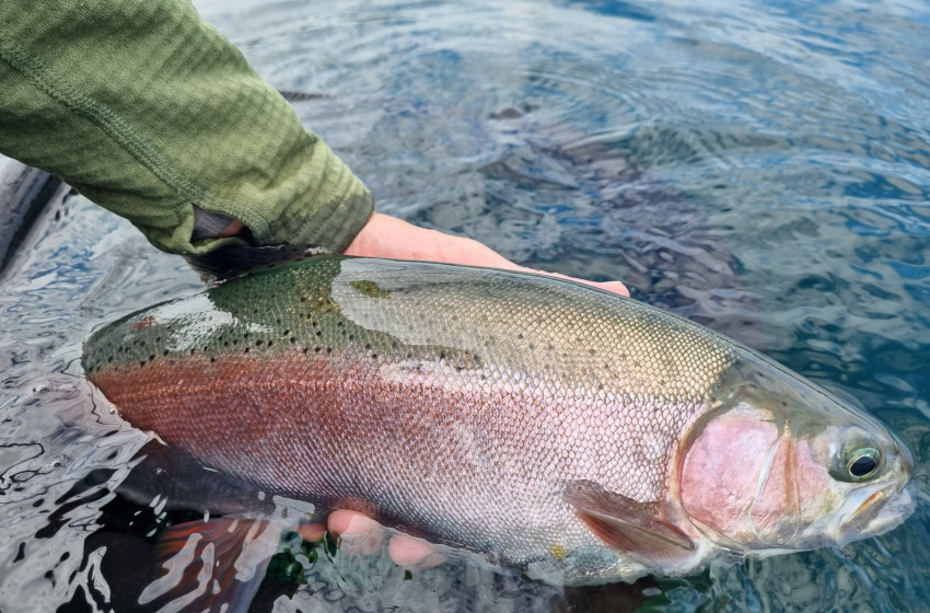 The FAT Trout Fishing Competition