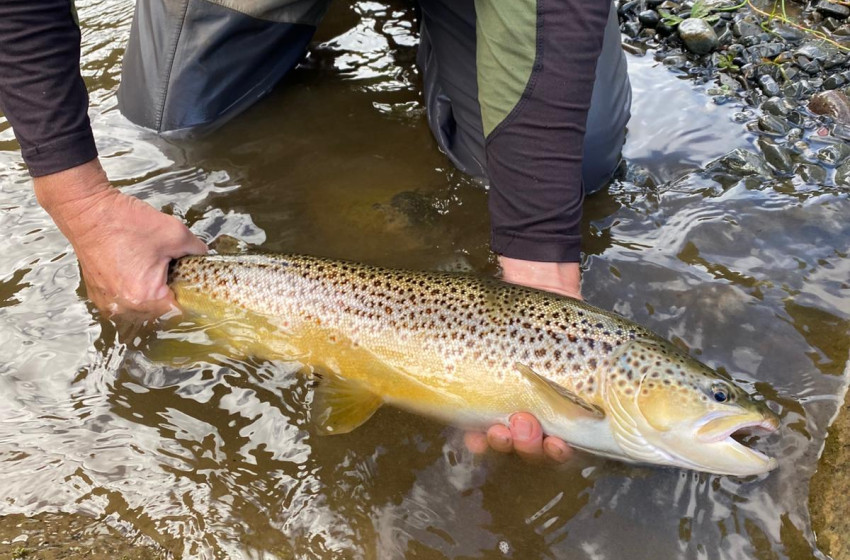 Reel Life April 2025 - Auckland/Waikato