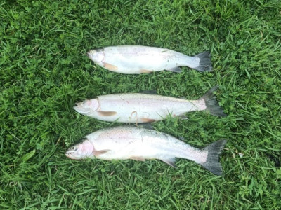 Trout trio November 24