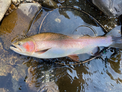 A 3.3 kg HB rainbow . photo John Lumsden