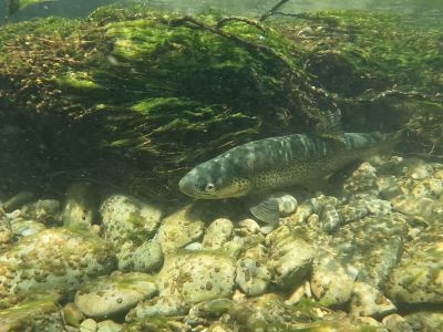 Oreti trout drift dive 2025