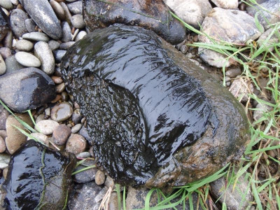 Black aglae on rock