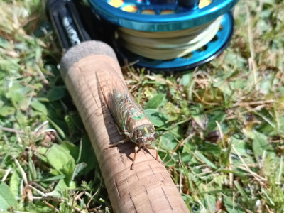 Photo 1 Cicada