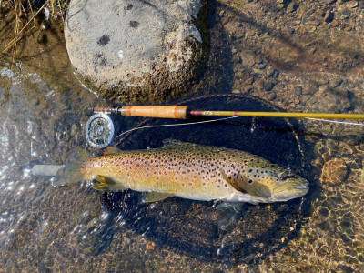TRL1Mar24. A lovely late summer ringplain brown. photo Michael Bakker