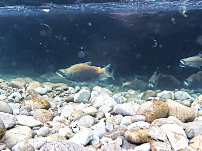 CSIRLMAR2501 Sockeye salmon school ready for spawning
