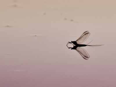 Mayfly on water   Copy