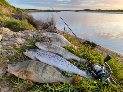 Perch and trout harvest