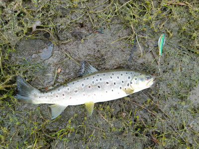 Another lovely little kuri lakes Brownie.