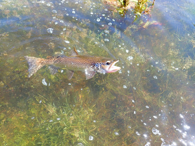 WFR2525.137 A healthy Lake Opuha brown trout putting up a good fight on the fly in the flooded margins.