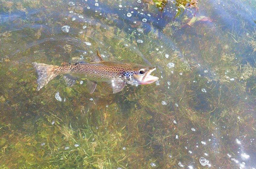 Central South Island Weekly Fishing Report - 22 January 2026