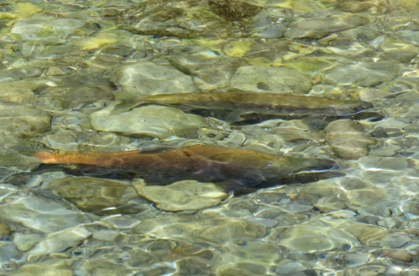 Central South Island Weekly Fishing Report - 6 March 2025