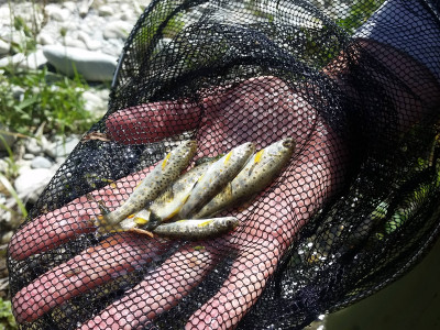 Hamish Stevens with a hand full of juvenile trout from a Lake Opuha Tributary Photo R Adams