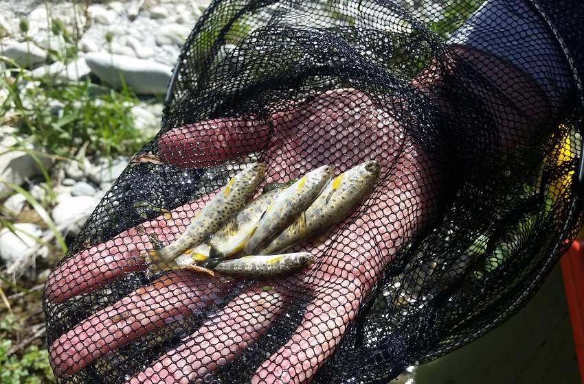 Central South Island Weekly Fishing Report 8 Feb 2019