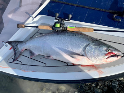 WFR 1 A nicely conditioned 16lb salmon caught at the Rakaia River last weekend. Photo supplied by NZSAA.