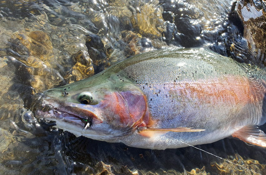 Fishing report for the North Canterbury Region Friday 14th February 2020