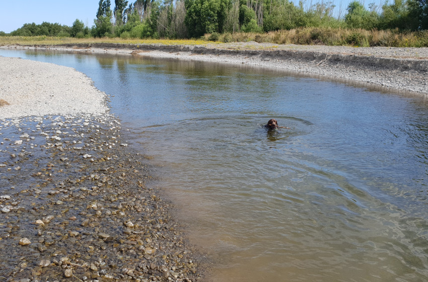 Fishing report for the North Canterbury Region Friday 18th January 2019
