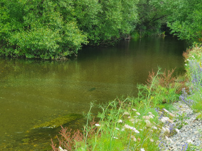 WFR 1 A selectively feeding trout out in the open on a lowland Canterbury stream