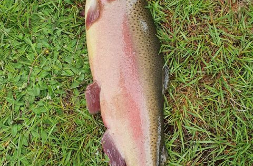 Fishing report for the North Canterbury Region Friday 6th December 2019