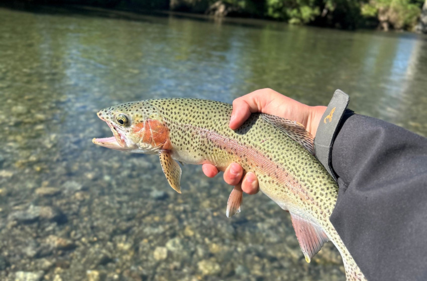 Lower North Lowdown Weekly Fishing Report - 1 January 2026