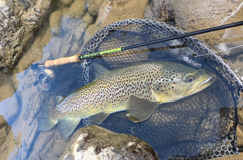 Lower North Lowdown Weekly Fishing Report - 12 February 2026