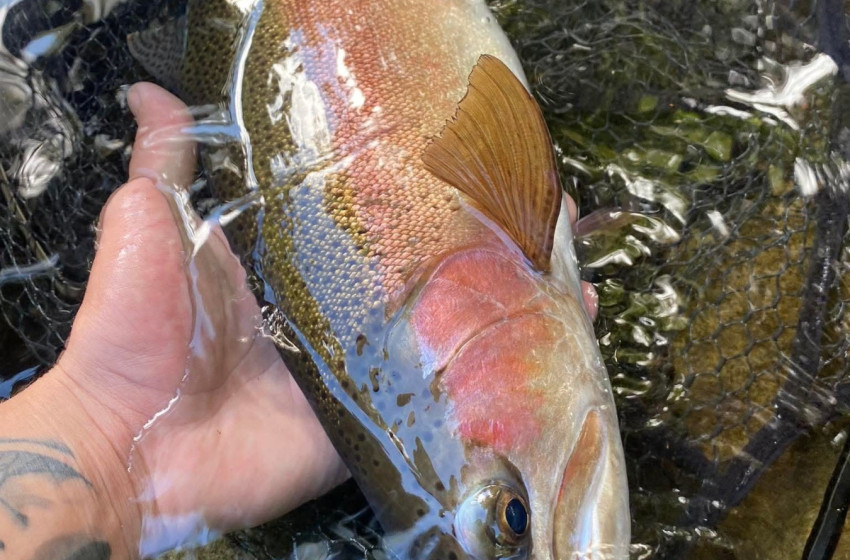  Lower North Lowdown Weekly Fishing Report - 13 November 2025