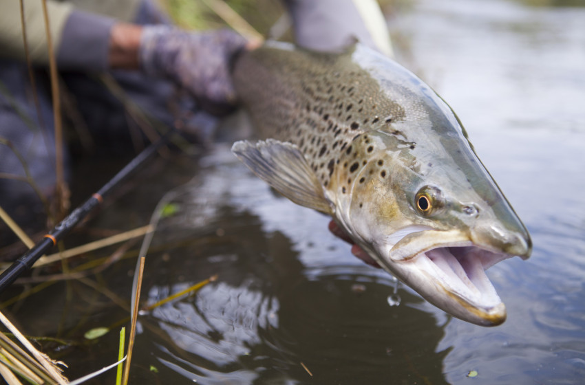 Lower North Lowdown Weekly Fishing Report - 14 December 2023