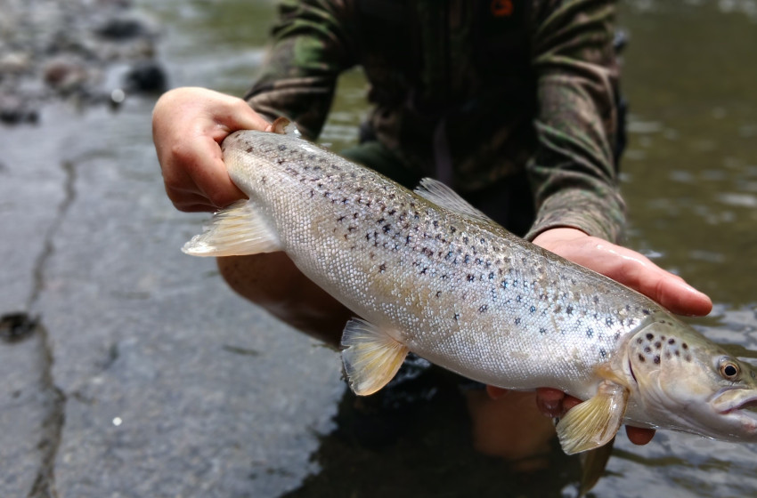 Lower North Lowdown Weekly Fishing Report - 2 April 2026