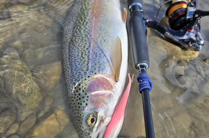 Lower North Lowdown Weekly Fishing Report 25 September 2025