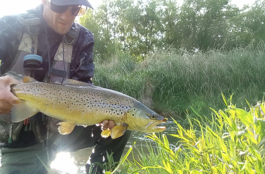 Lower North Lowdown Weekly Fishing Report - 27 November 2025