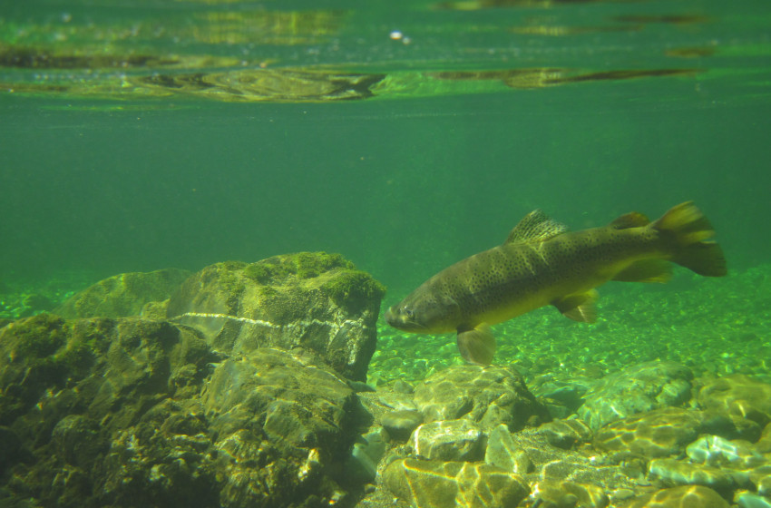 Lower North Lowdown Weekly Fishing Report - 4 January 2024