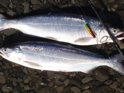 NZ salmon