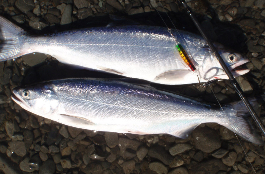 North Canterbury Fishing Report 17th November 2017