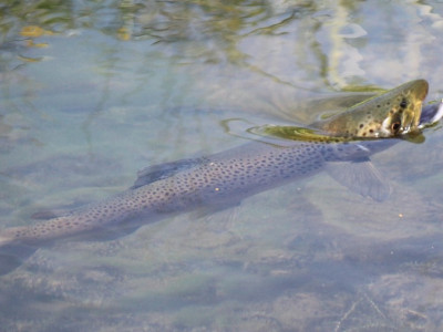 Rising trout