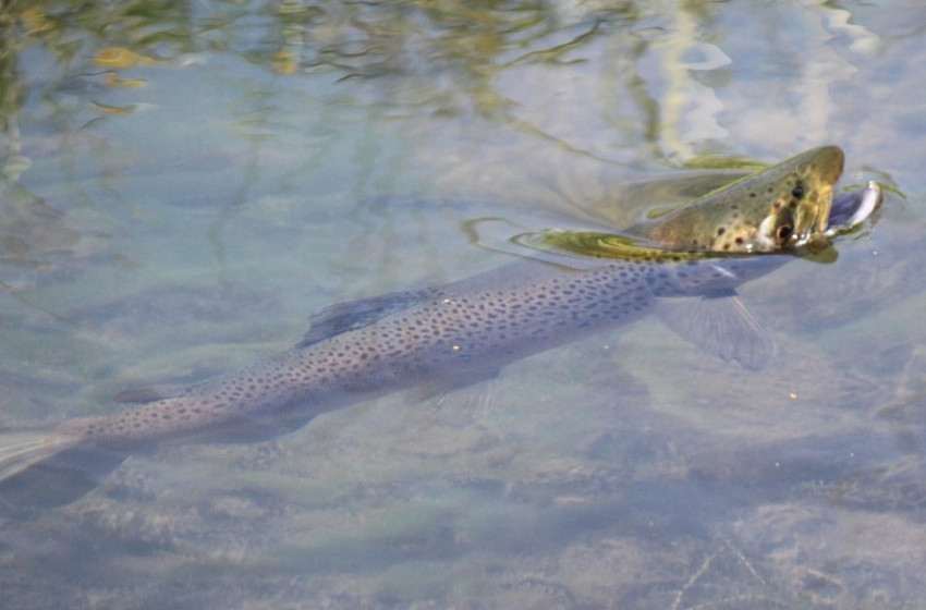 North Canterbury Fishing Report Friday 3rd November 2017