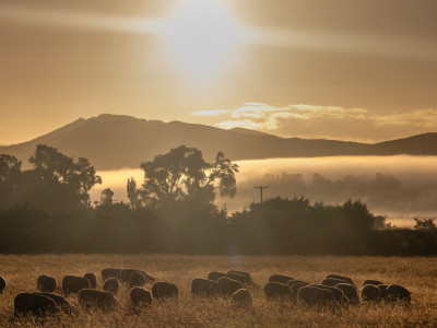 06 CHP Farming 1