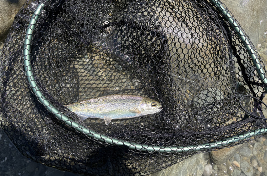 North Canterbury Weekly Fishing Report - 2nd January 2025