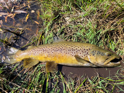 7LB Brown Trout