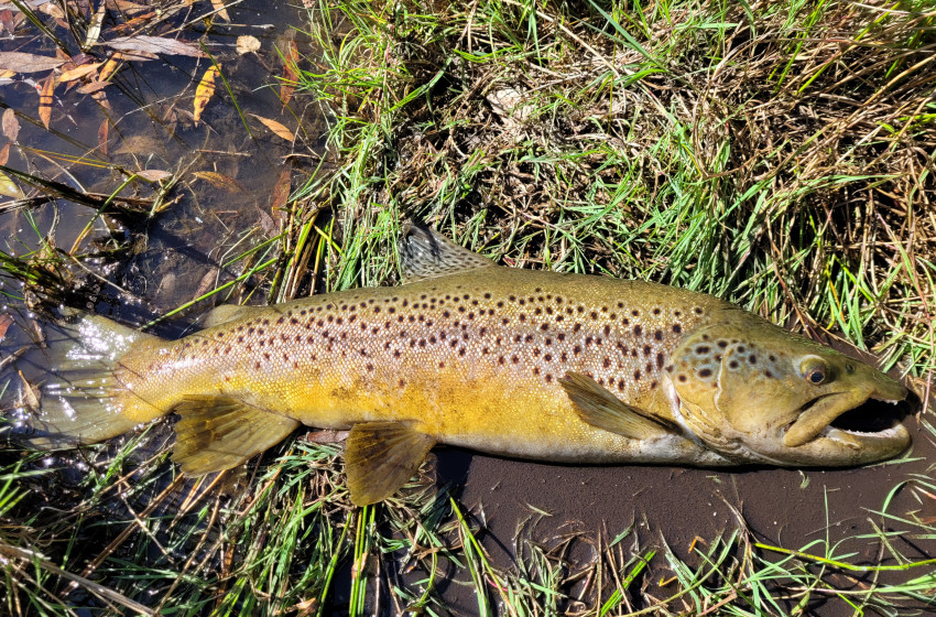 North Canterbury Weekly Fishing Report April 7 2022