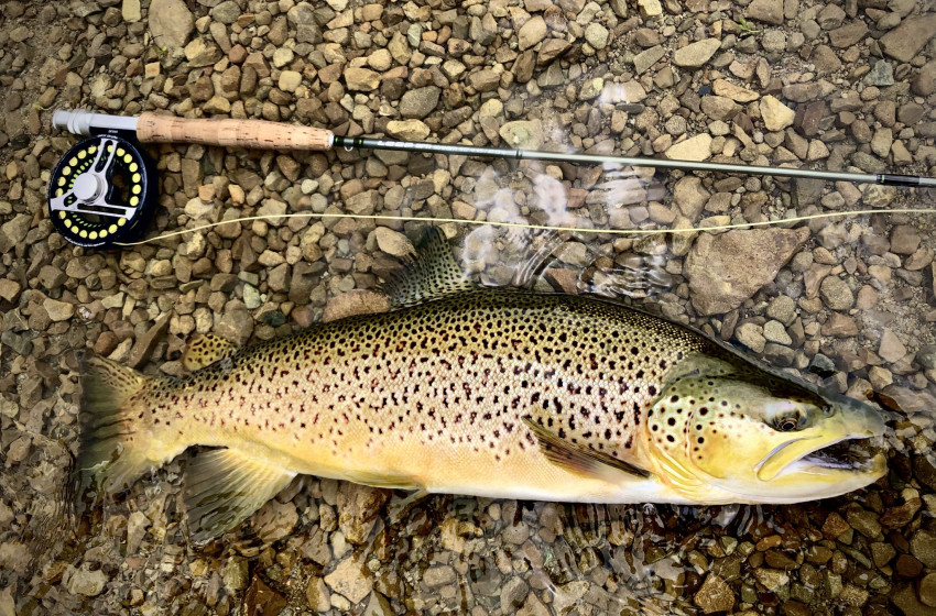 North Canterbury Weekly Fishing Report –  November 5 2021