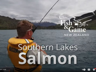 231116 Weekly Report Salmon Video2