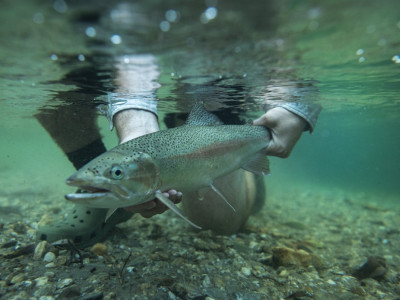 rainbow trout allan Carpenter
