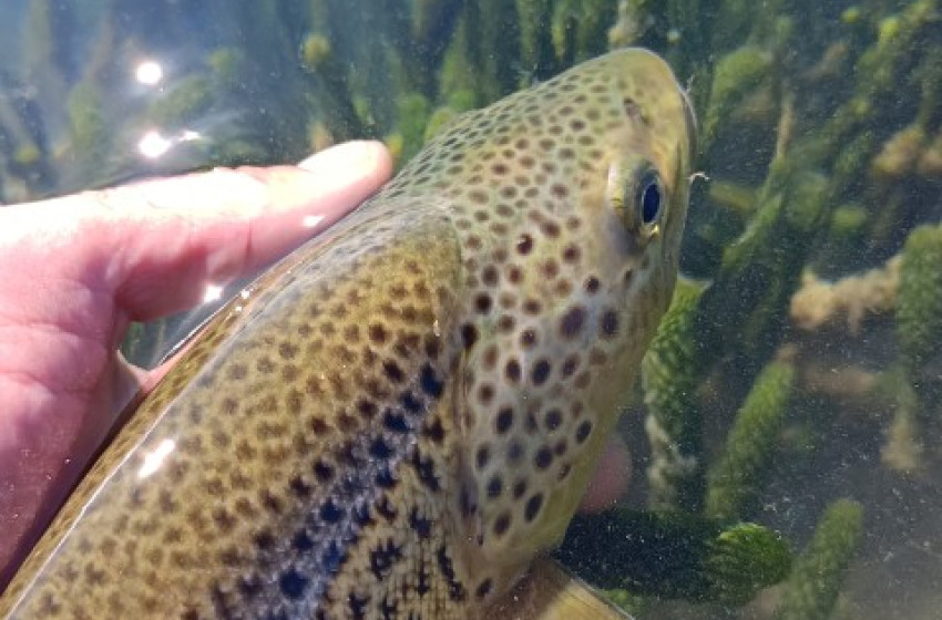 Otago Weekly Fishing Report - 26 January 2023