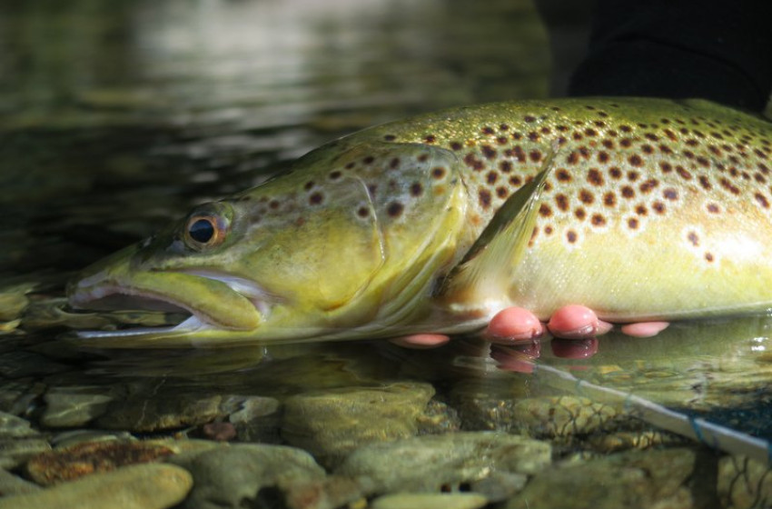 Weekly Fishing Report - 21 December 2017