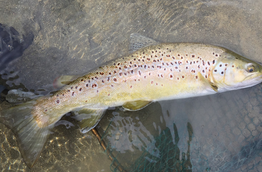 Weekly Fishing Report - 13 October 2017
