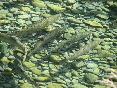 NC salmon rakaia